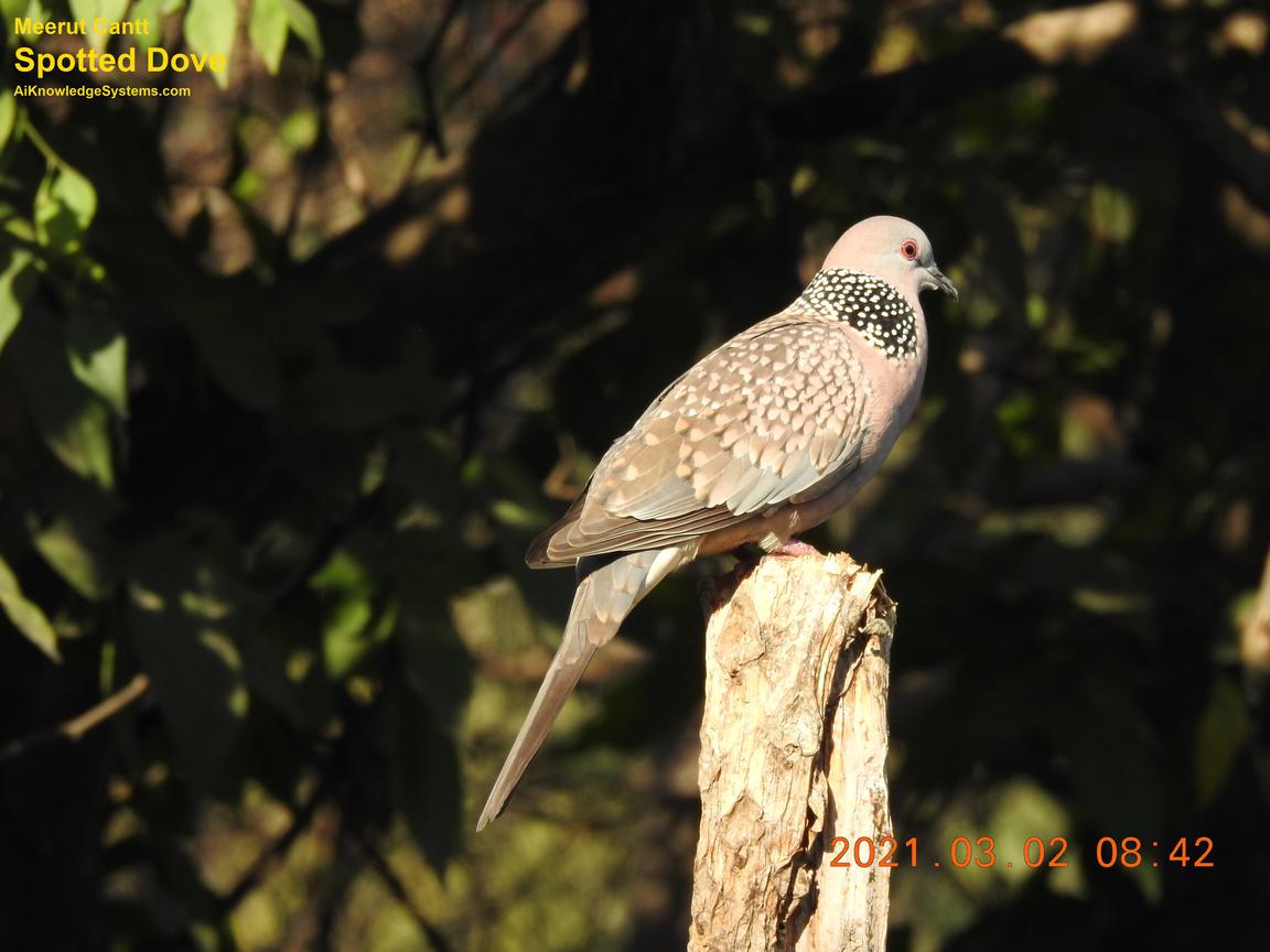 Dove Spotted (134) Coming Soon